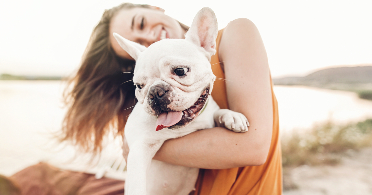 French Bulldogs Protect from UV Rays